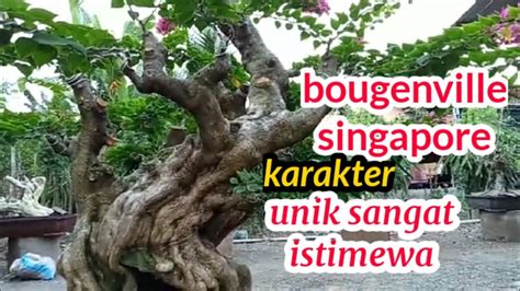 Menjelajahi Keunikan Bonsai Bougainvillea Seni Mempercantik Rumah