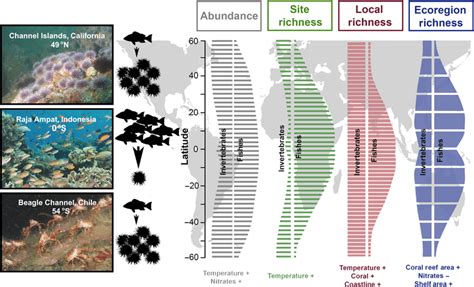 Proposed Model Of Global Marine Diversity At The Site Scale