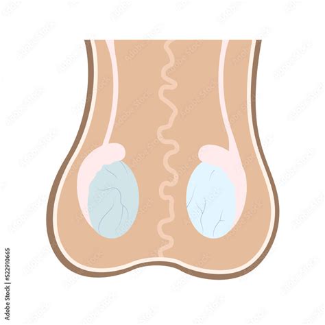 Medical Chart Of Human Testicles And Epididium In Scrotum Stock Vector