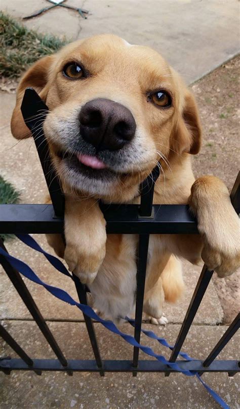 Funny Dog Hi