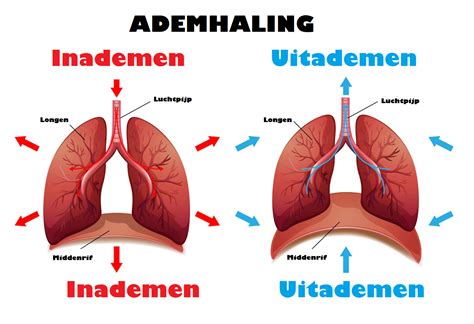 Pijn Aan Middenrif Oorzaken Van Middenrifpijn Mens Gezondheid