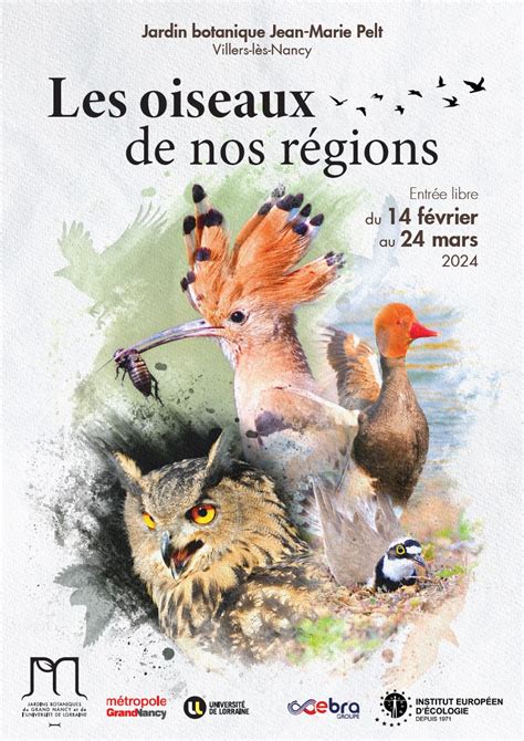 Les Oiseaux De Nos R Gions Tela Botanica