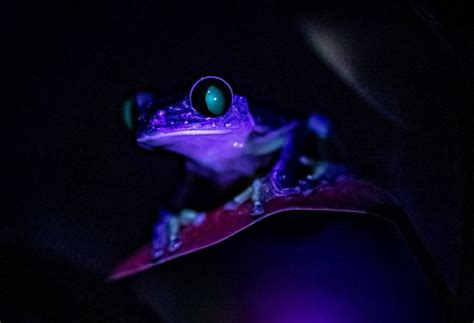 Take A Look At These Stunning Photos Of Glow In The Dark Amphibians