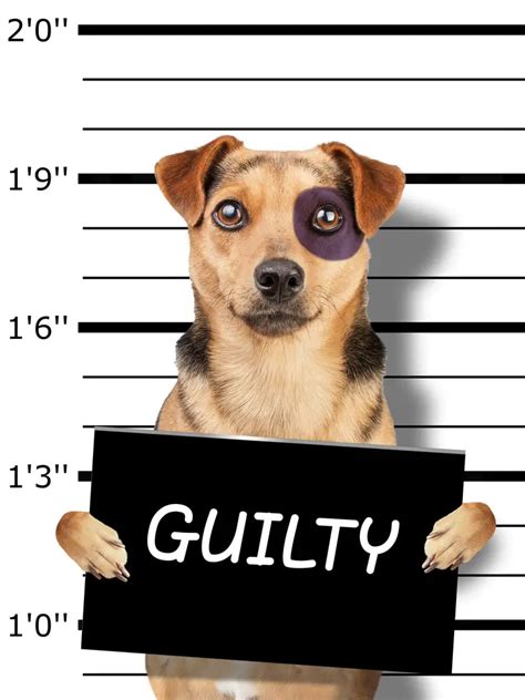 Why Dogs Look Guilty: Do Dogs Feel Guilty or Embarrassed?