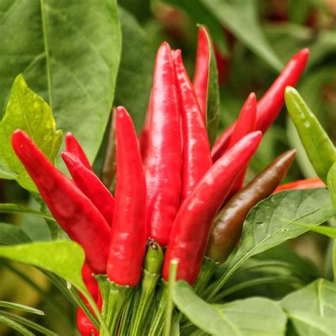 Thai Chili Pepper Seeds Hot Pepper Seeds For Planting Outdoor Garden The Retail Market