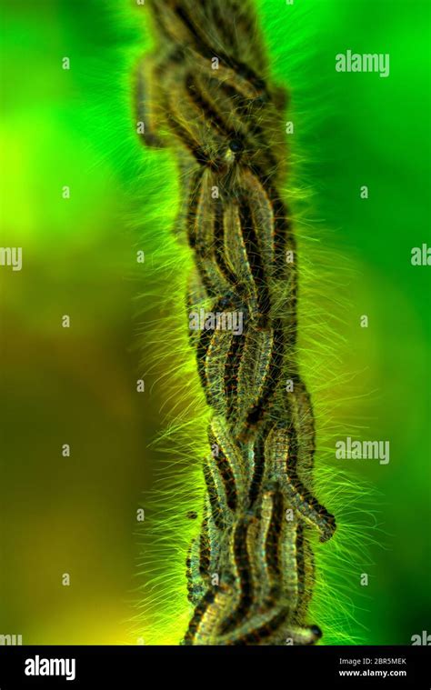 Oak Processionary Moth Rash Hi Res Stock Photography And Images Alamy