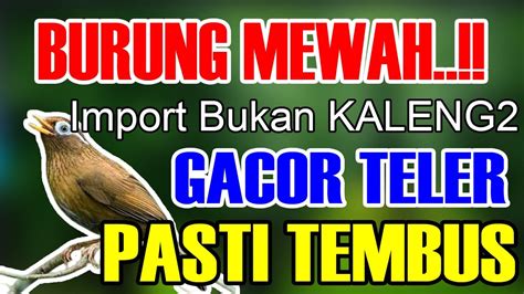 Masteran Burung HWAMEI WAMBI GACOR Durasi Panjang FULL TEMBAKAN