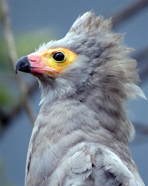 BirdsEye Photography: Review Photos