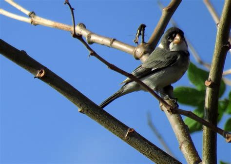 Foto Golinho Sporophila Albogularis Por Sonia Furtado Wiki Aves A