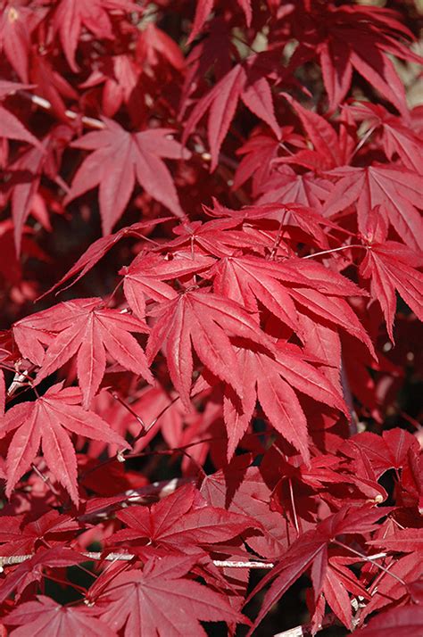 Emperor I Japanese Maple Acer Palmatum Wolff In Salt Lake City Utah Ut At Millcreek Gardens