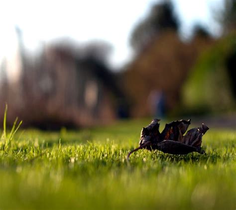 Wallpaper Nature Grass Insect Green Morning Wildlife Leaf