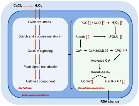 Ijms Free Full Text Intrinsic Mechanism Of Cacl Alleviation Of