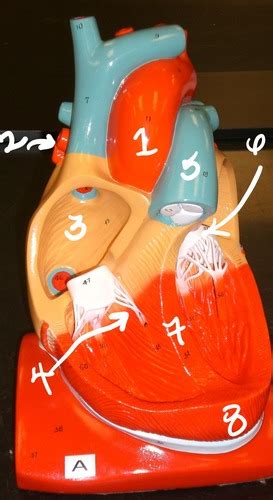 Lab Heart Anatomy Flashcards Quizlet