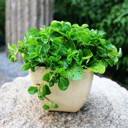 Growing Your Own Mint Plant Blog Nurserylive Gardening In India