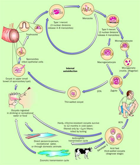 Cryptosporidiosis An Update The Lancet Infectious Diseases