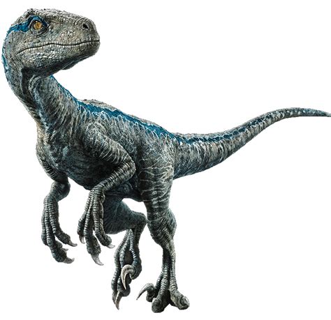 Fallen Kingdom Blue The Velociraptor V4 By Sonichedgehog2 Blue