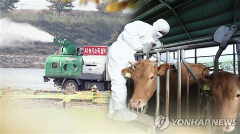 겨울 가축전염병 막는다내달부터 5개월간 특별방역대책기간 연합뉴스