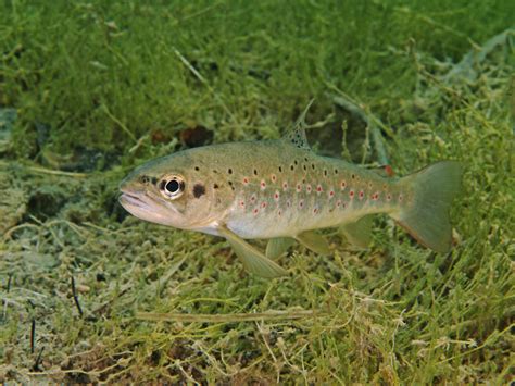 Naturdetektive F R Kinder Naturdetektive De Leben Im Fluss