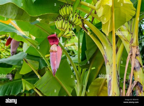 Images Of Banana Trees