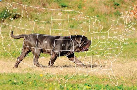 Neapolitan Mastiff Facts You Should Know (with Pictures).