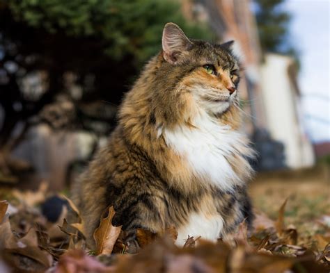 Maine Coon Calico Cats: A Guide to Their Unique Coat Pattern