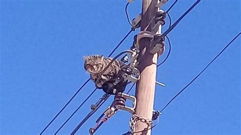 Un Gato Pasó Un Día Entero En Un Poste Hasta Que Lo Rescataron