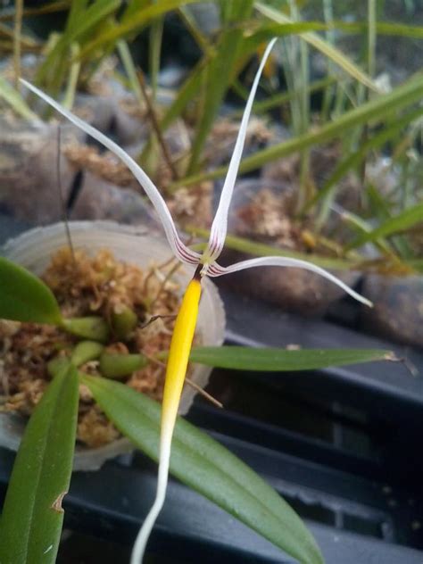 Bulbophyllum Speciosum