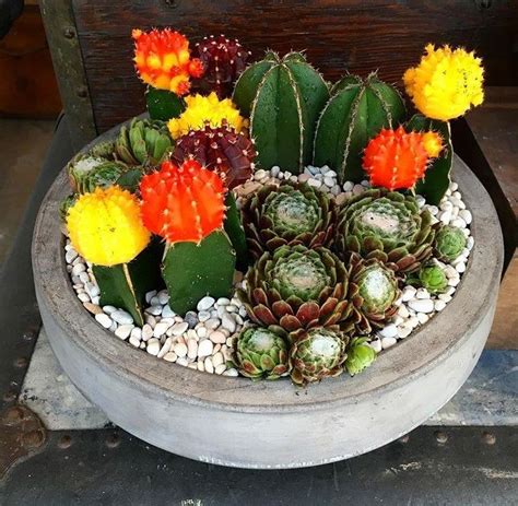 Bright Succulent And Cacti Arrangement In Cement Bowl In Los Angeles Ca The Juicy Leaf