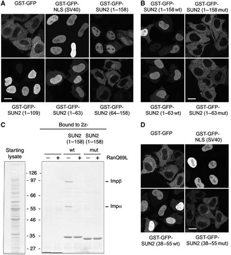 The N Terminal Domain Of SUN2 Contains A Functional NLS A The