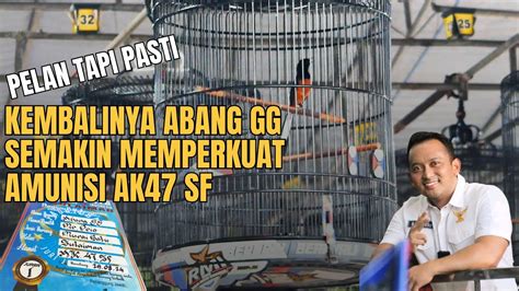 Ngerii Penampilan Murai Batu Abang Gg Makin Hari Makin Tak