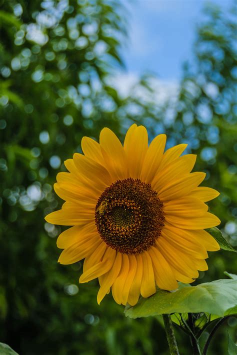 Sonnenblume Mit Besucher Schrebergarten In Potsdam Udo Rudolphy