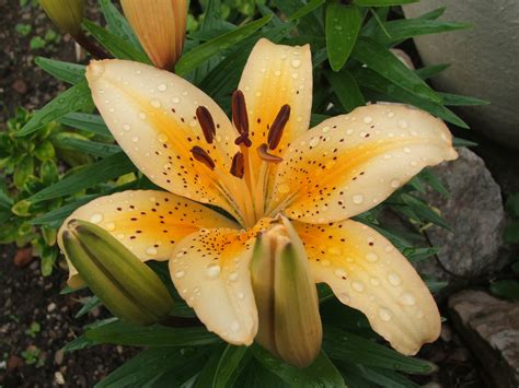 Free Images Blossom Flower Petal Botany Yellow Flora Daylily