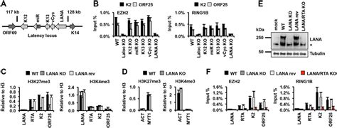 LANA Is Required For The Recruitment Of Polycomb Proteins To Lytic