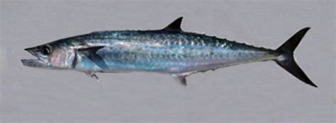 King Mackerel | Mexican Fish.com