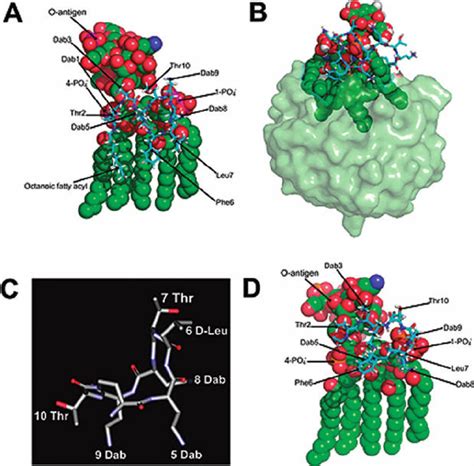 Molecular Models Of Polymyxins In Complex With Lps Derived From Nmr Download Scientific Diagram