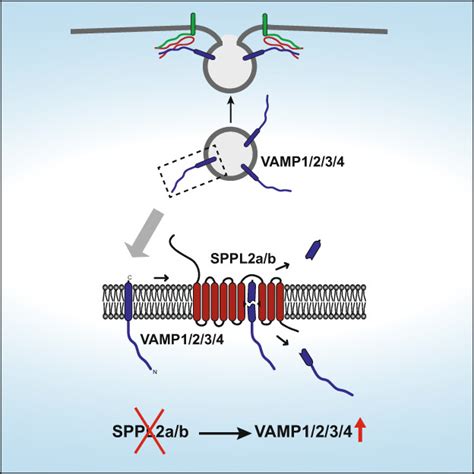 The Intramembrane Proteases Sppl2a And Sppl2b Regulate The Homeostasis