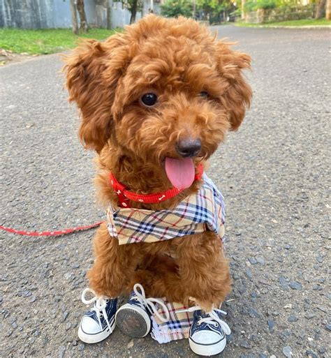 Full Grown Teacup Poodle Puppies For Sale Near Me Cheap Poodle