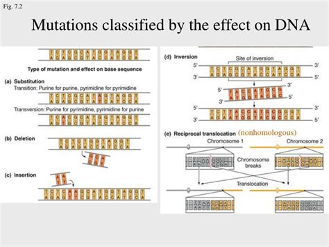 Ppt Anatomy And Function Of A Gene Dissection Through Mutation