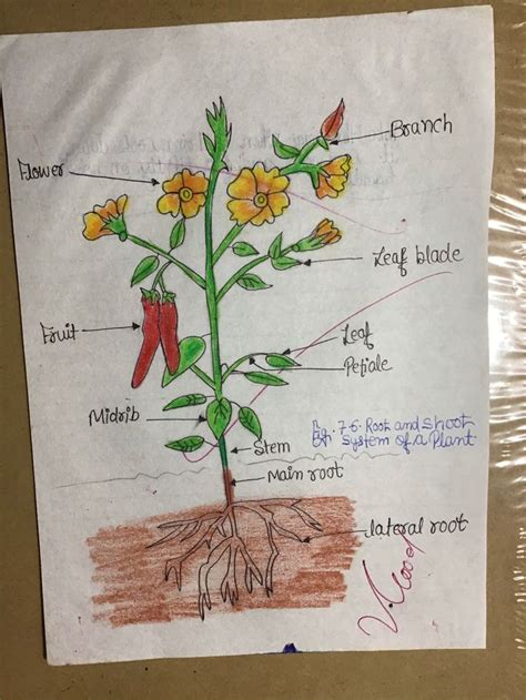 Diagram Of A Bean Plant Root System Shoot System Chapter