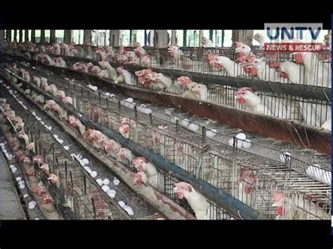 Bird Flu Na Naka Apekto Sa Mga Manok At Iba Pang Ibon Sa Pampanga