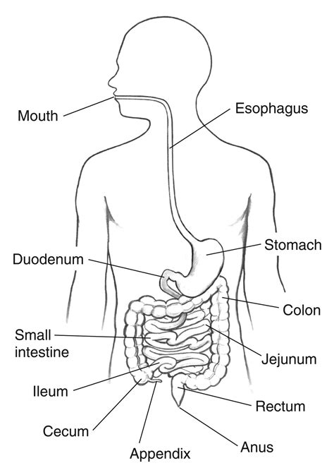 Ileum And Cecum