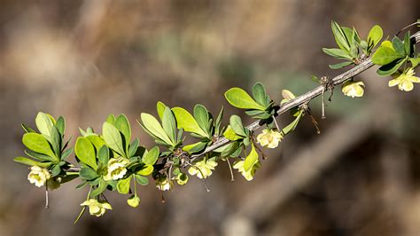 Japanese Barberry From Rockland County NY USA On April 21 2023 At 09