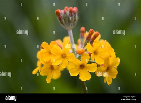 Candelabra primulas primula hi-res stock photography and images - Alamy