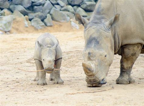 Baby rhino and mom stock photo. Image of game, natural - 4156504