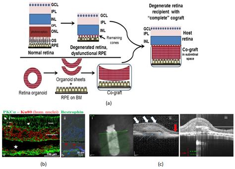 Applied Sciences Free Full Text Tissue Engineering Strategies For