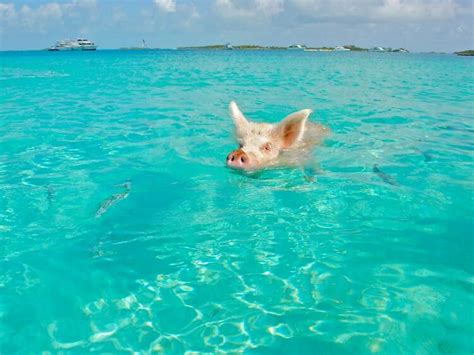 Things to Do in the Bahamas | 10 Best Things To Do