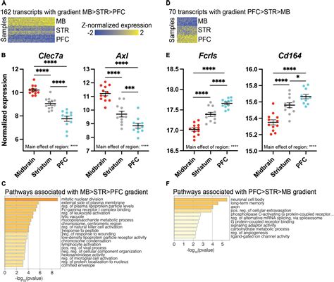 Frontiers Brain Region And Sex Specific Transcriptional Profiles Of