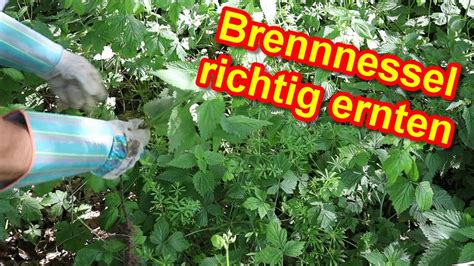 Brennnessel Ernten Ohne Brennen Brennnesseln Erntezeitpunkt Wann