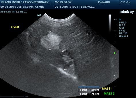 Abdominal Ultrasound • Island Mobile Paws Veterinary Services