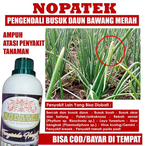 Obat Bercak Daun Bawang Merah Fungisida Bercak Hitam Daun Bawang